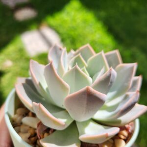 Echeveria sin ID (Híbrido) - Image 2