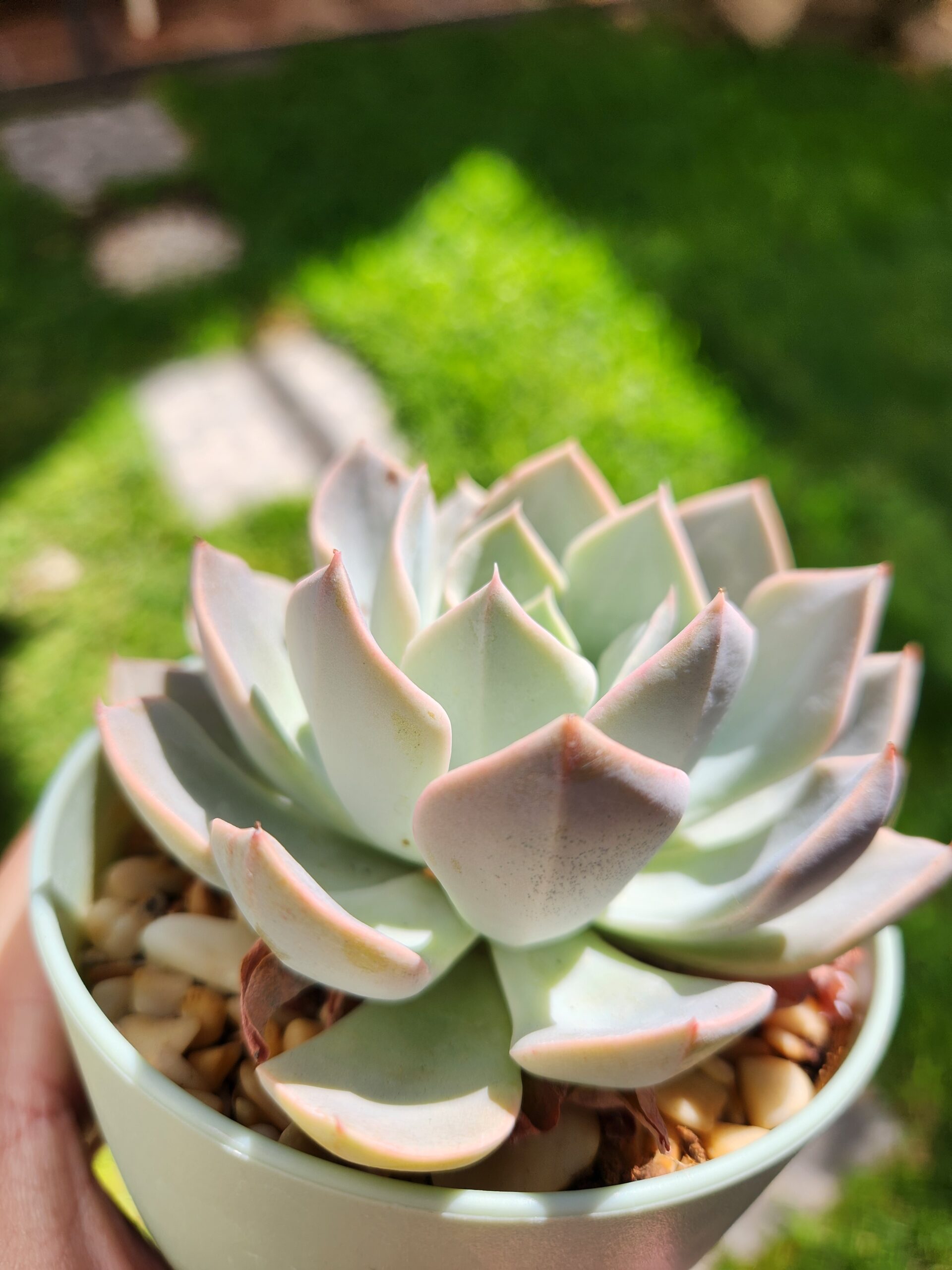 Echeveria sin ID (Híbrido) - Image 2
