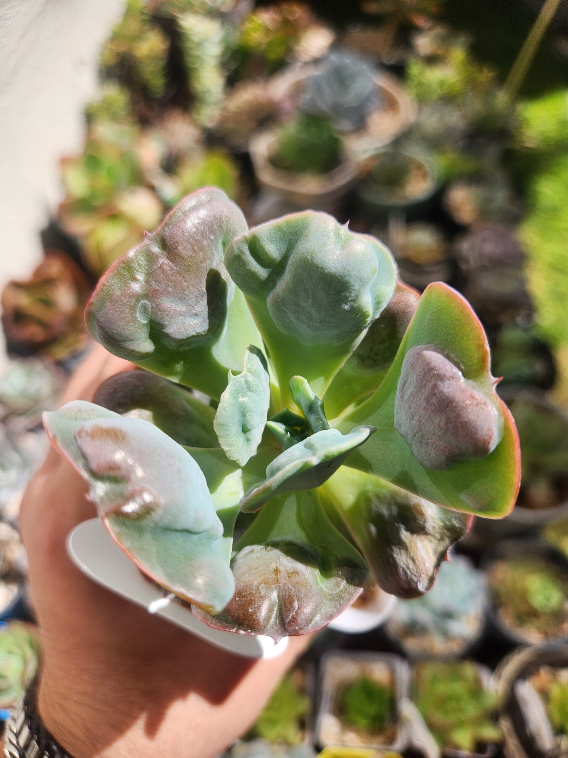Echeveria Hearts Delight x Xichuensis (Híbrido) - Image 1