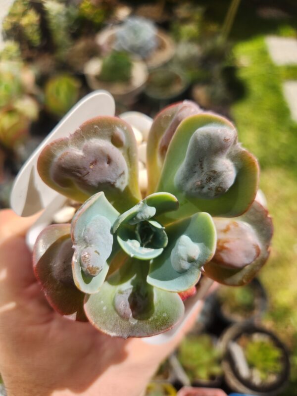 Echeveria Hearts Delight x Xichuensis (Híbrido)
